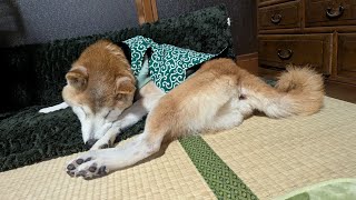 【ナイトライブ】柴犬ゴン16歳 夜の様子を生配信 (2024/12/28)