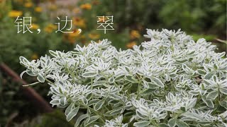 下雪都不分个季节的吗？｜ 种100朵野花 021