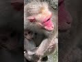 അമ്മയും കുഞ്ഞും motherandchild baby monkey forest bineeshthomas monkeyvideo travel