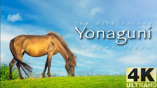 The wild horses of Yonaguni Okinawa Japan