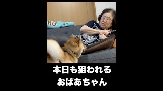 【おもしろ】おばあちゃんの戦い【ShibaInu】#shorts #おもしろ