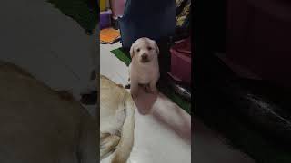 உங்க வீட்டு பில்லையா நெனச்சி மண்ணிசுடுங்க #dog #funny #comedy #humor #doglover #foryou #tamil #cat