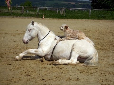 Freiheitsdressur Zirkuslektionen Mit Blindem Pferd Blind Horse Youtube