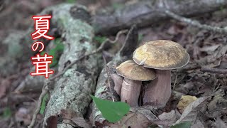 【キノコ狩り】夏の🍄　イグチ偏