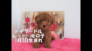 トイプードル子犬 愛称そらまめ（生後50日）