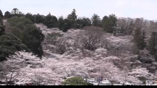 2014.4.2撮影 桜満開 偕楽園公園 桜山