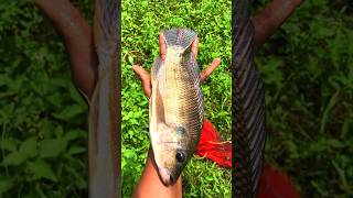 ഒരു കിടിലൻ മീൻ കിട്ടി  😱😱🥵 #fish #fishingdaily #fishcatching #fishingmaster #fishing