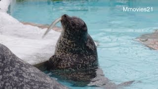 周りをキョロキョロ・・ゼニガタアザラシのちはる~Harbor Seal