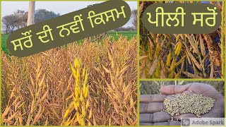 ਸਰੌਂ ਦੀ ਨਵੀਂ ਕਿਸਮ। ਪੀਲੀ ਸਰੋਂ । yellow mustard , new variety @KISAANTV