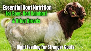 Complete Guide to Goat Nutrition How to Keep Your Boer & Red Kalahari Goats Thriving