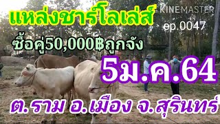 ซื้อวัวคู่นี้50,000฿ถูกมากๆ฿#เล่ส์สายขุนเยอะ#5ม.ค.64 ราม เมือง สุรินทร์ ep.0047