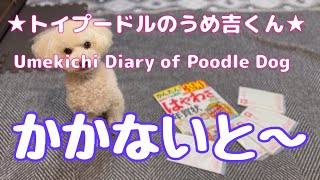 かかないと〜 ★トイプードルのうめ吉くん(1529日目)★Umekichi Diary of Poodle Dog