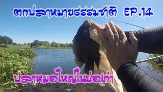 Trip ตกปลาหมายธรรมชาติ EP.14 ฝูงปลาหมอตะกรับใหญ่หมายบ่อทรายเก่าข้างโรงสีสำรอง