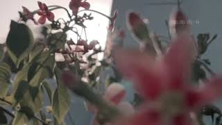 A cinematic flowers B roll