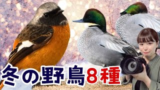 冬の公園で野鳥撮影　可愛いカモがたくさん！バードウォッチングを始めよう♪