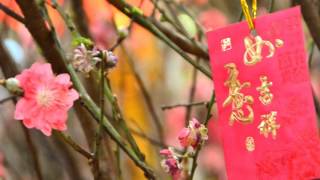 新年大吉 卓依婷 - 迎春花