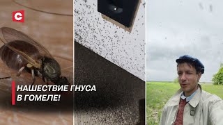 МОШКИ АТАКУЮТ! Насекомые заполонили Гомельскую область – когда это закончится?