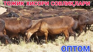 ТОЖИК ХИСОРИ СОВЛИҚЛАРИ ОПТОМ ТОЗАСИДАН.