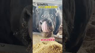 【きょうの牛さん：あだたら高原酵母和牛】#きょうの牛さん #cow  #wasabee #あだたら高原酵母和牛