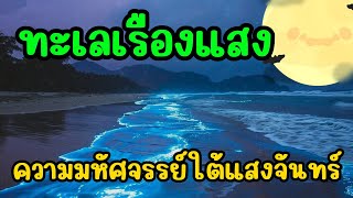 ทะเลเรืองแสง ความมหัศจรรย์ใต้แสงจันทร์