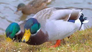 Still No Snow for the Arctic Ducks [4K] Feeding Mallard Ducks