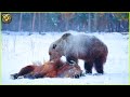 Most UNBELIEVABLE Attacks Of Bear Ever Recorded | Animal Fighting