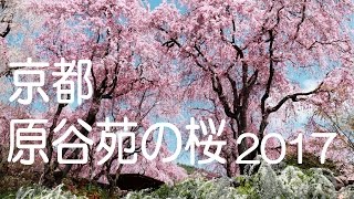 原谷苑の桜【京都の桜名所】