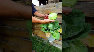 Gardener Alex - July 4, 2024 #harvestgarden