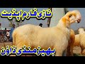 Nari farm mundra mandi ki new update sheep farming in Pakistan Village goat farm (04.08.2024)