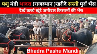 #Bhadra Pashu Mandi खरीदे सस्ती मुर्रा भैंस 25kg milk buffalo पशु मंडी राजस्थान @भादरा वीडियो