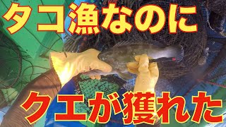 浅瀬にタコかごを仕掛けたら、クエが獲れました。