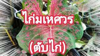 บอนสีไก่มเหศวร,กัดสีแล้วแดงสวยงามมาก#ตับไก่,น่าเก็บสะสม#caladium Thai |ป้าแต้story