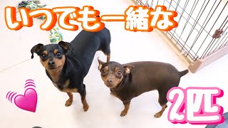 微笑ましい2匹の動画