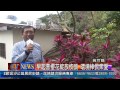 1030206觀天下新聞08 瑞芳區早起會櫻花綻放枝頭 環境棒民眾愛