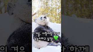 이 겨울, 사랑이랑 함께 눈놀이하고 싶낑!! #panda #러바오 #lebao