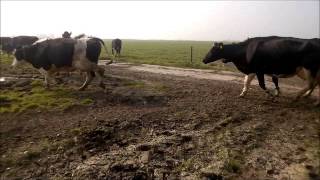 film Sjoerd Miedema Haskerdijken koeien naar de wei klein