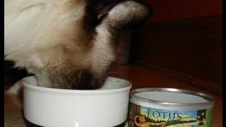 Best Cat Food Name Brands - Lotus Grain Free Cat Food - ねこ - ラグドール -- Floppycats