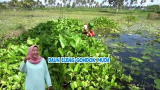 Panen Eceng Gondok, Diolah Jadi Sayur Nikmat | ENAH BIKIN ENAK (22/11/22) Part 3