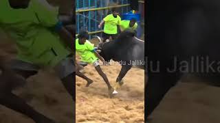 தரமான மாடு அருமையான விளையாட்டு #jallikattu #shorts#bike #gana