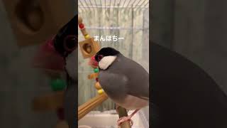 香港国際警察をカメラ目線で歌い始める文鳥 #shorts #文鳥 #ジャッキーチェン