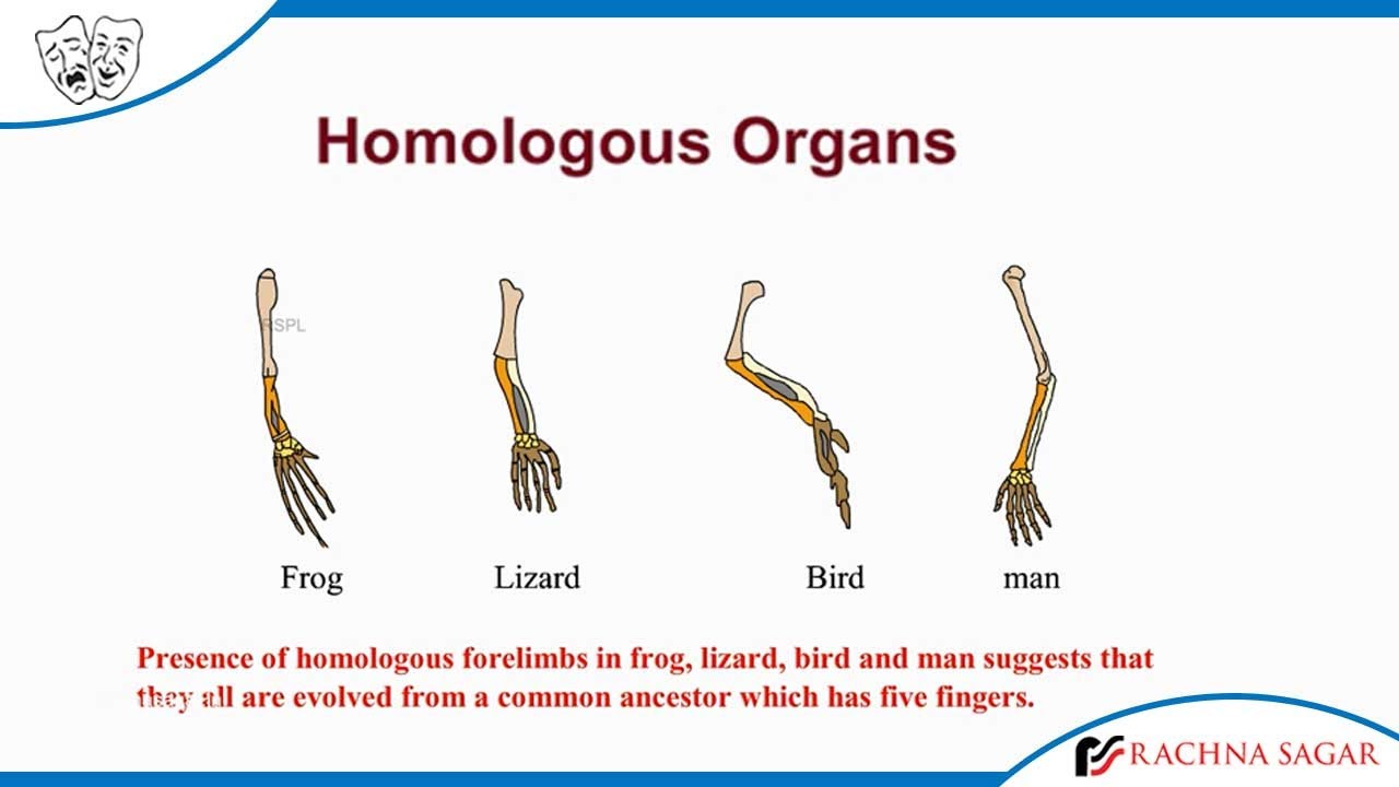 Homologous Organs Examples In Animals And Human Being - YouTube