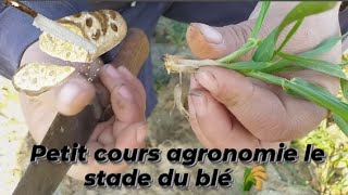 petit cours agronomie  le stade du  blé 🌾2021