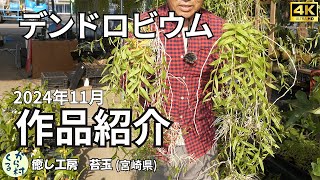 【デンドロビウム】作品紹介　2024年11月