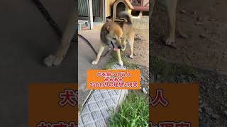 【あるある】愛犬のおすわりの理想と現実 #shorts