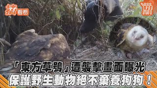 「東方草鴞」遭襲擊畫面曝光　保護野生動物絕不棄養狗狗！