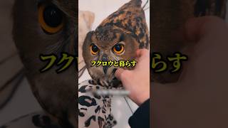 フクロウを助けた女性