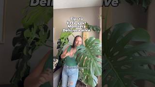 Tips to keep your monstera deliciosa alive #plantcare #monsteraplant #monstera