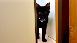 保護した子猫。実はどこにでもついてくるストーカー猫だった？？