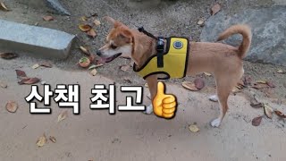 산책이 젤 좋음🐶