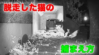 脱走猫の捕まえ方【How to catch a missing cat】